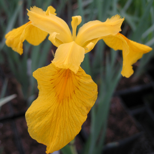 Iris forrestii